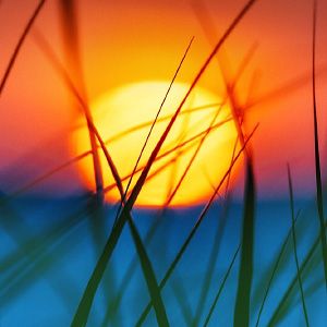 CitrusMilo Adventures logo